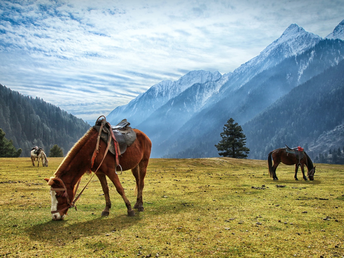 Thumbnail Trip Carousel Serene Kashmir (5)