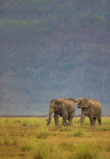 Long Thumbnail Himalayan State The WIld Uttrakhand