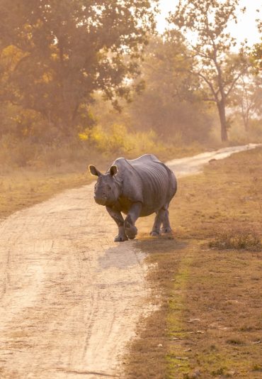 Long Thumbnail Mainland India The WIld Assam
