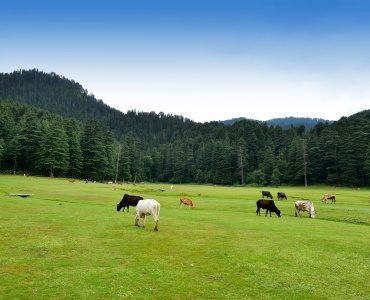 Thumbnail Trip Locations Dalhousie